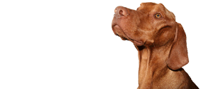 vIZSLA