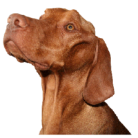 Vizsla Inflammatory Polymyopathy